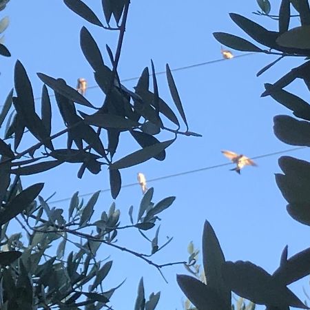 Il Platano Residenza Rurale Guest House Agropoli Eksteriør bilde